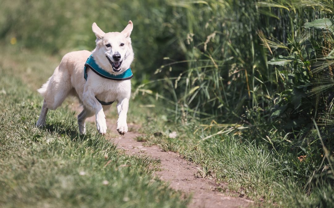 #1 thing you can easily do to kickstart helping your Senior Dog lose weight